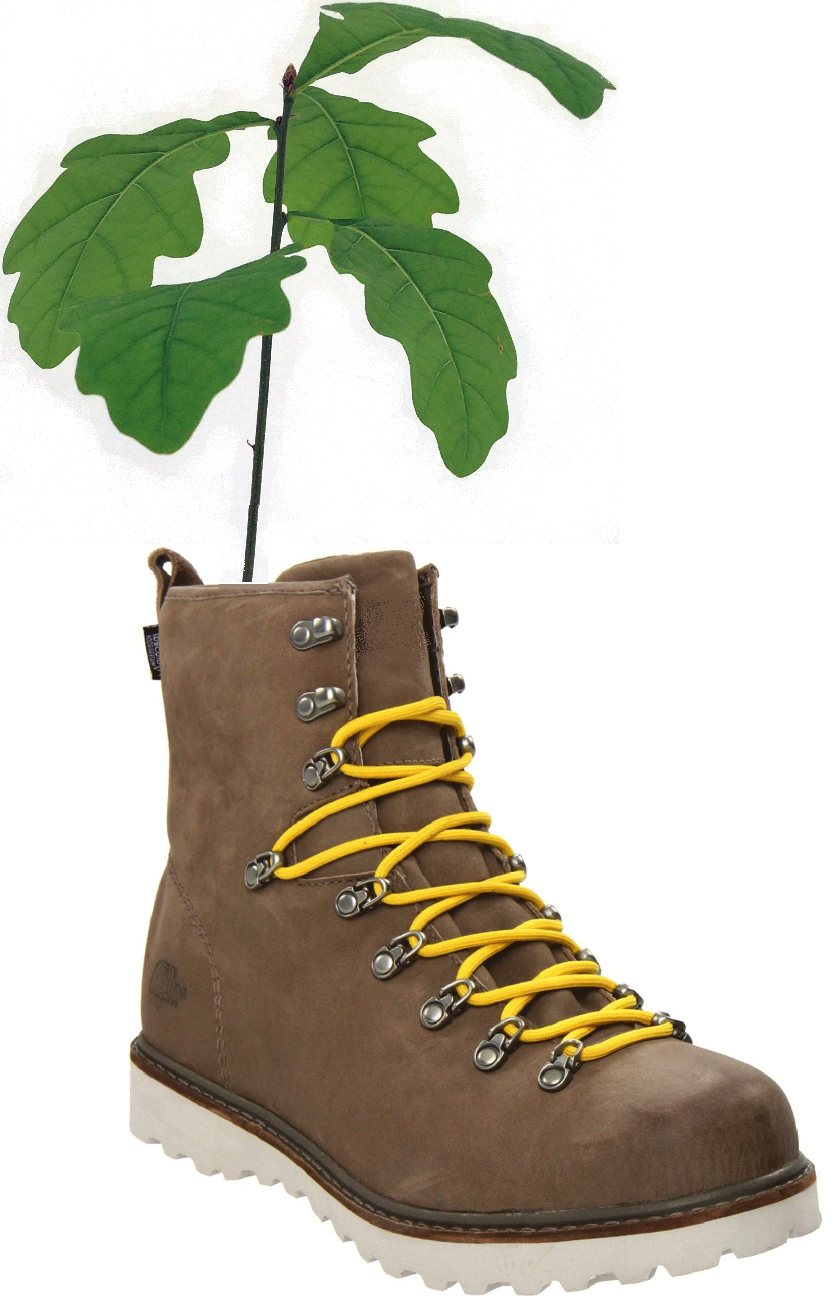 Hiking boot with oak seedling